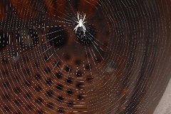 Morayshire_s_(Big_itsy_bitsy_spider)-
